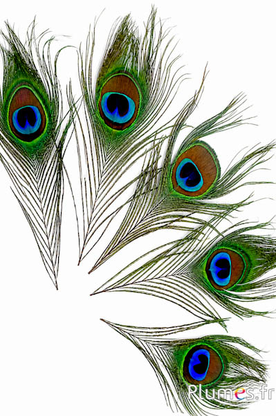 Pauw blauw - 13-18 cm - natuurlijk